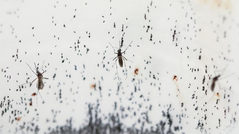 Special Mosquitoes Are Being Bred To Fight Dengue. How The Old Enemies Are Now Becoming Allies