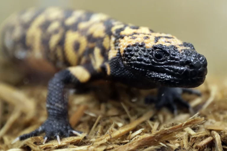 A Colorado man died after a Gila monster bite. Opinions and laws on keeping the lizard as a pet vary