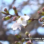 Cherry blossoms bloom in Tokyo announced half a month later than last year, slowest in 12 years