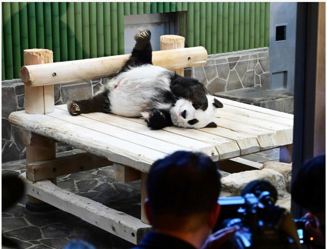 Japan’s oldest panda Tantan dies at age 28